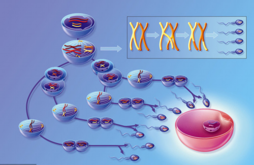 
              芬吗通的灰片塞阴有什么作用和功效？
            